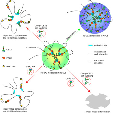 Molecular Cell tweet media