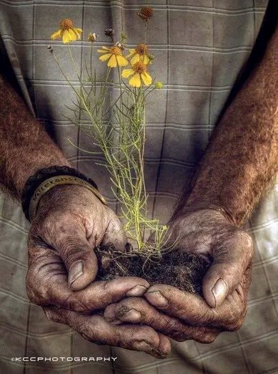 Στραβοξυλο tweet media