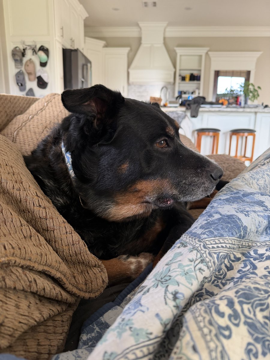 MicahPW20's tweet image. Spoiled much 🐶 #Jake #BlueHeeler #Rottweiler #Mix #DogsOfX #MansBestFriend