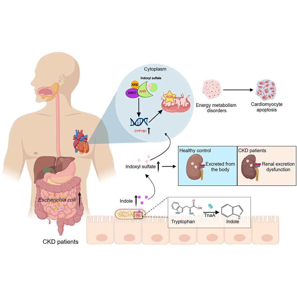 Cell Host & Microbe tweet media