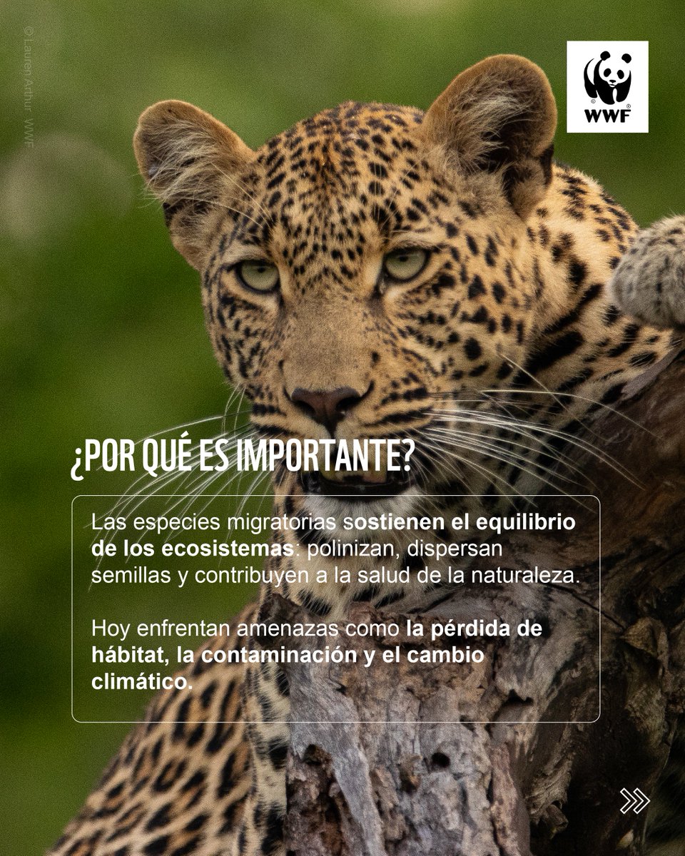 WWF-Paraguay tweet media