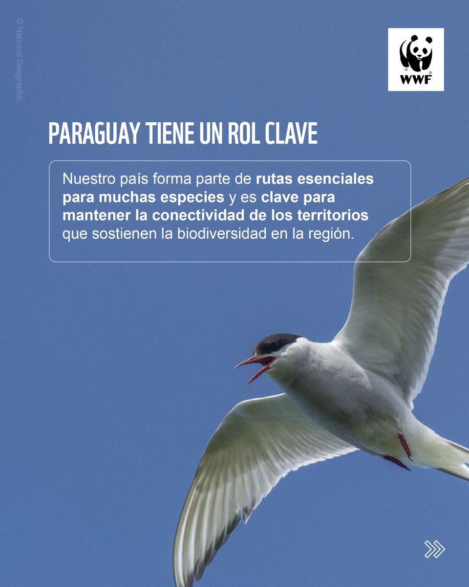 WWF-Paraguay tweet media