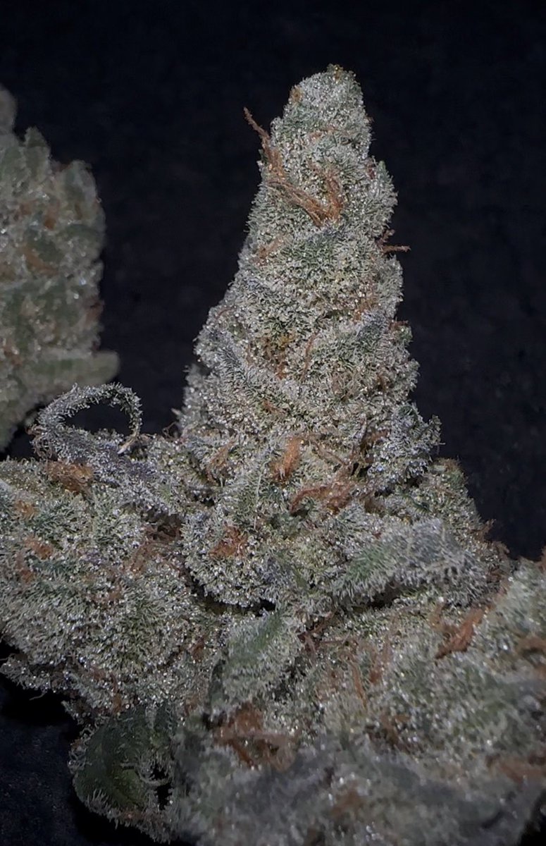 Hash n Hoops tweet media