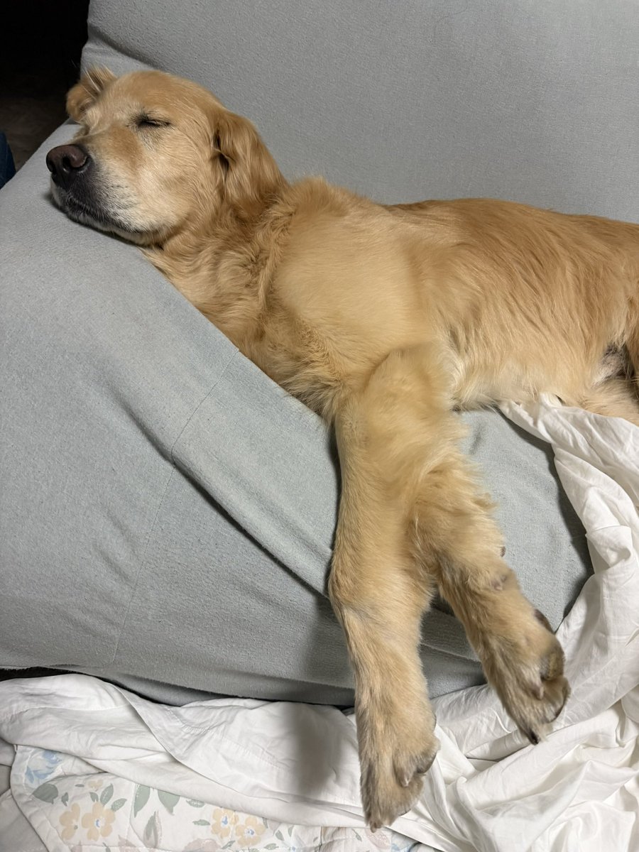 レン🐶ゴールデンレトリバー tweet media