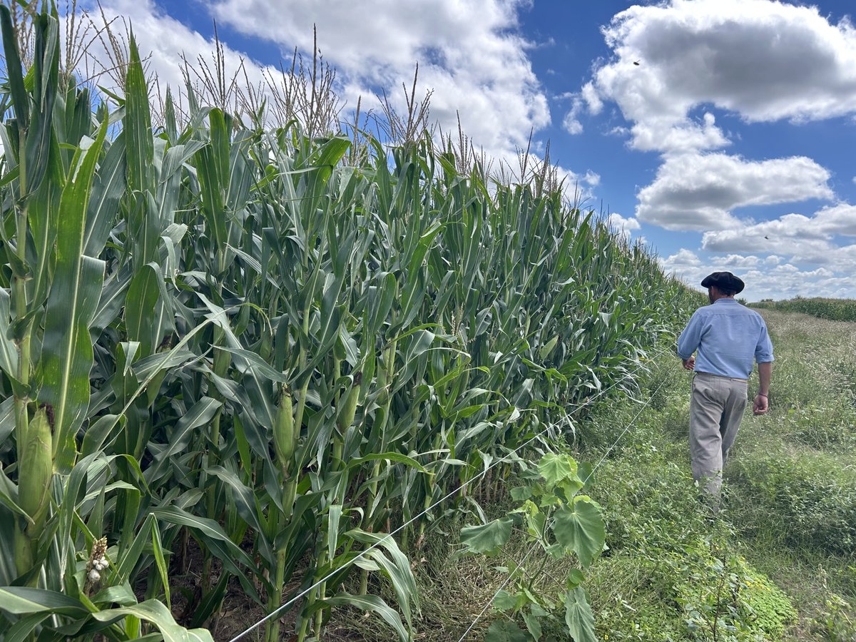 Mario Aguilar 🌽🐖 🐂♻️🧉 tweet media