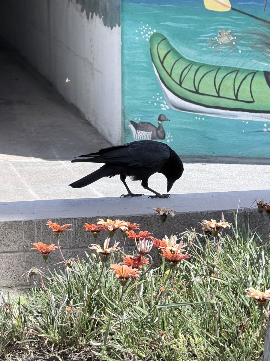 CautionRisk tweet media