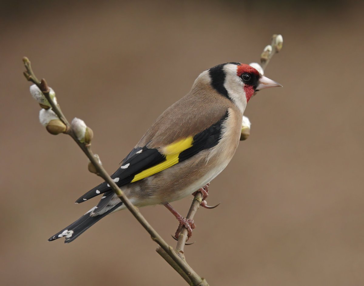 Michael Marko tweet media