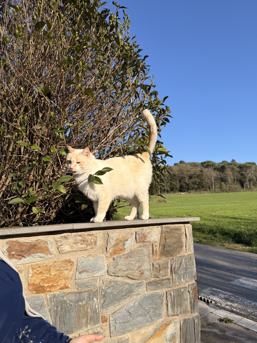 LabrRiff's tweet photo. Gatito michumichu https://t.co/riu2ldz2Yx