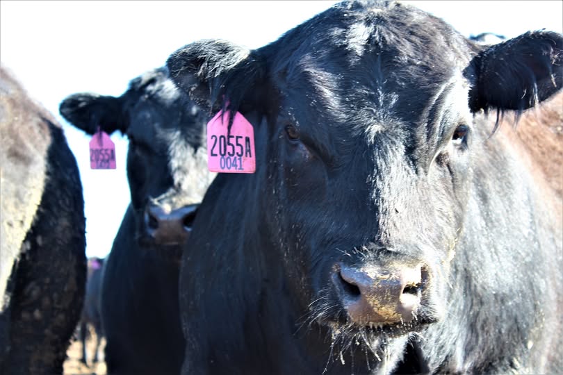 Feed Lot Magazine tweet media