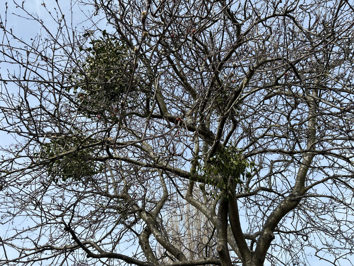 High View Primary School tweet media