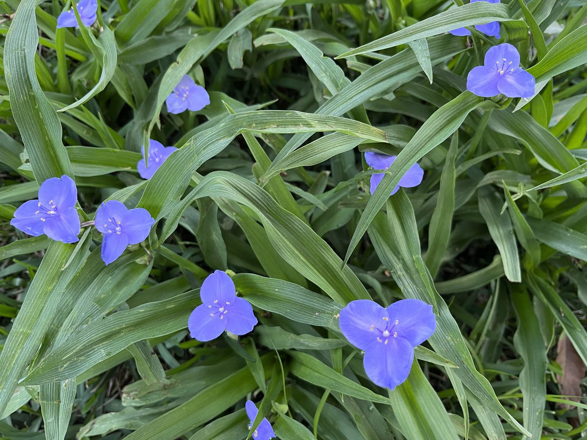 Dottie Lovelady Rogers tweet media