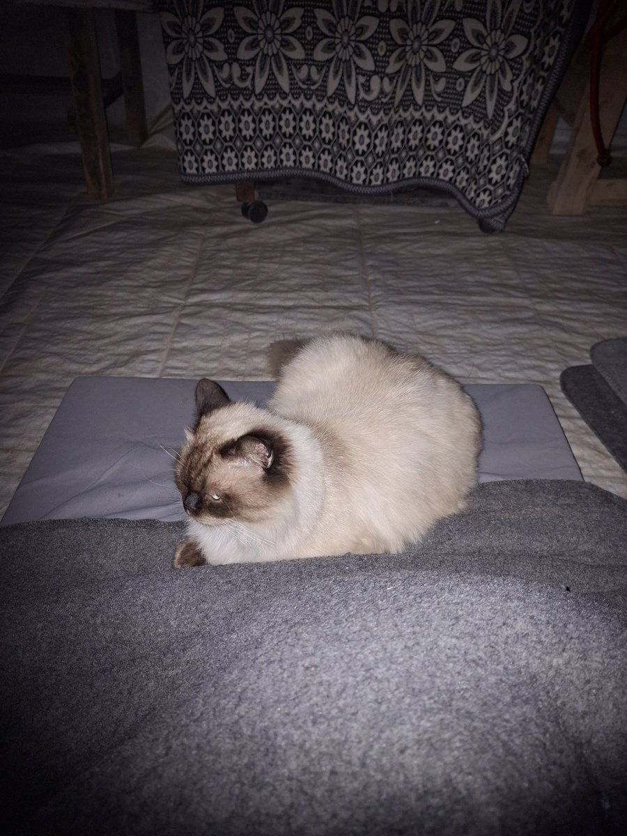 Mustafa𓂆 tweet media