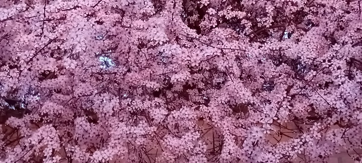 @Barrio de Muñó tweet media