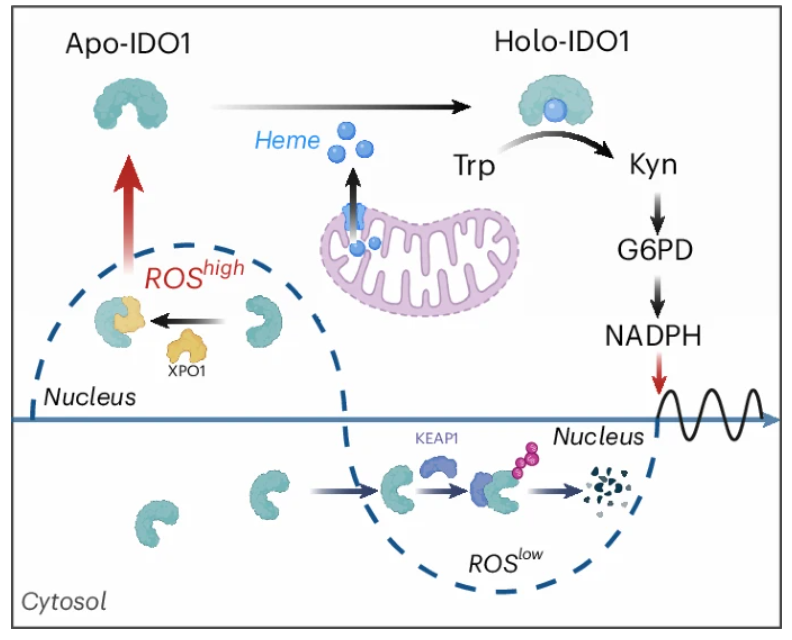 Nature Chemical Biology tweet media