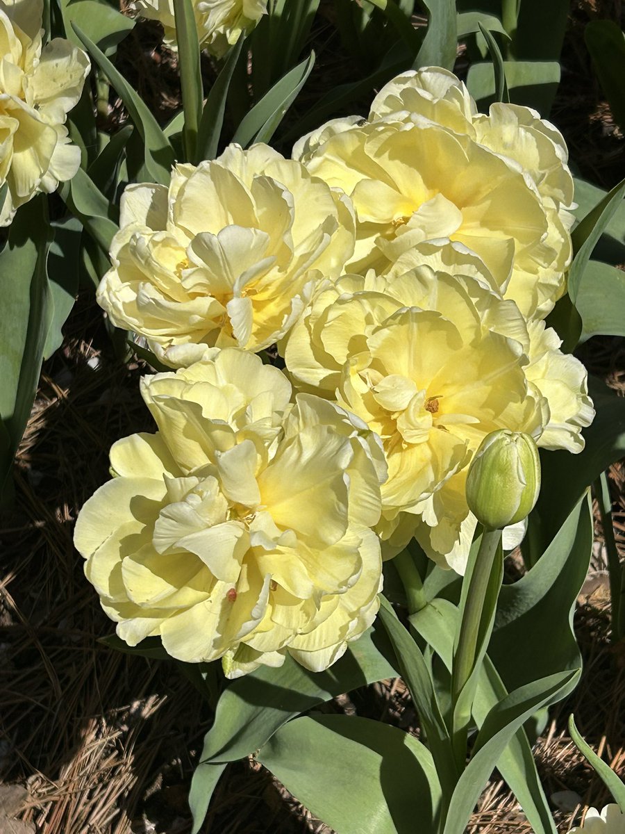 Michelle tweet media