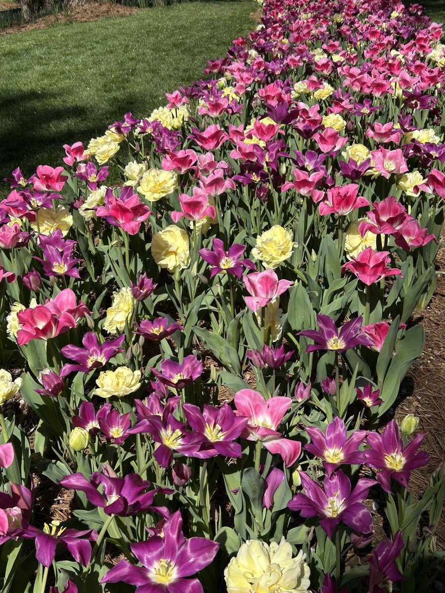 Michelle tweet media