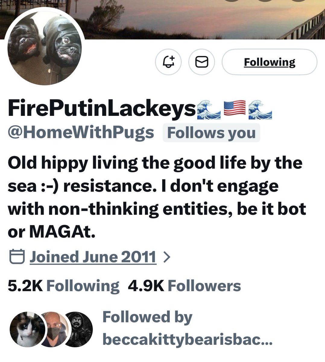 Turquoise Cat tweet media