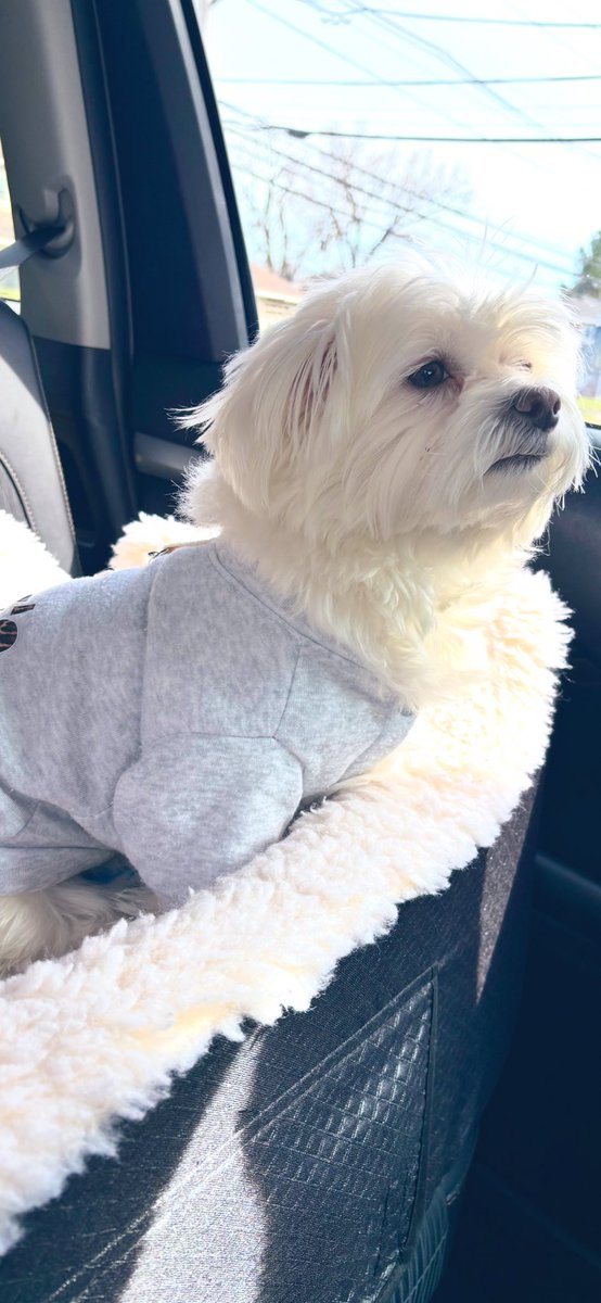 Kim Hayden Billy & 😇 Dusty & Carly.☃️❄️🧤🥶♥️🐾😇 tweet media