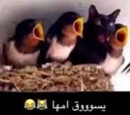 سمَا tweet media