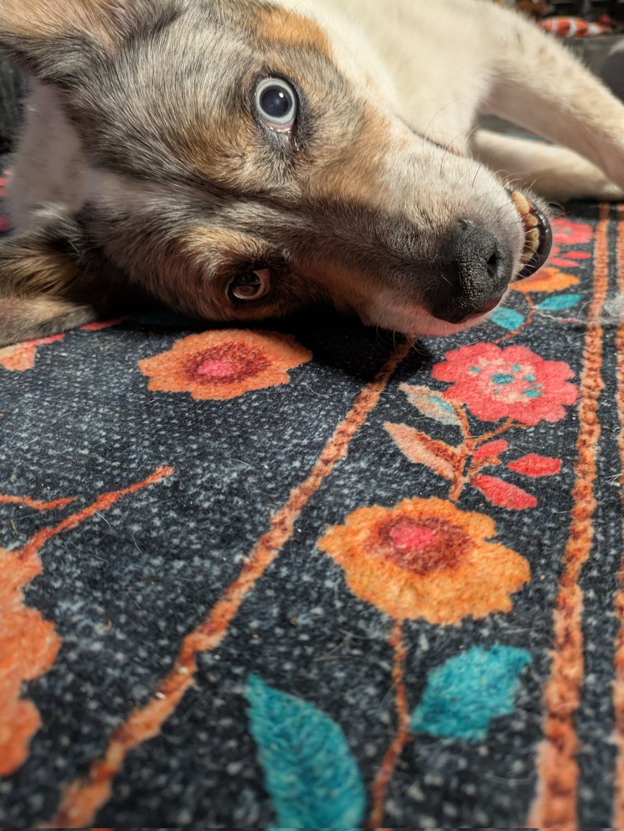 marci the swag lord tweet media