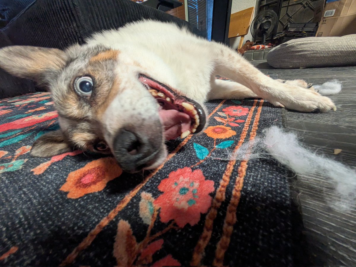 marci the swag lord tweet media