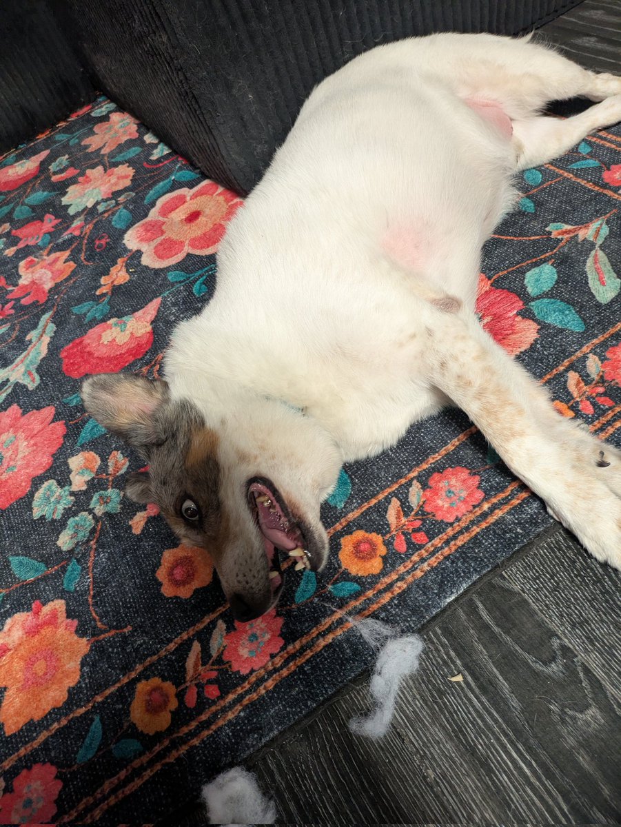 marci the swag lord tweet media