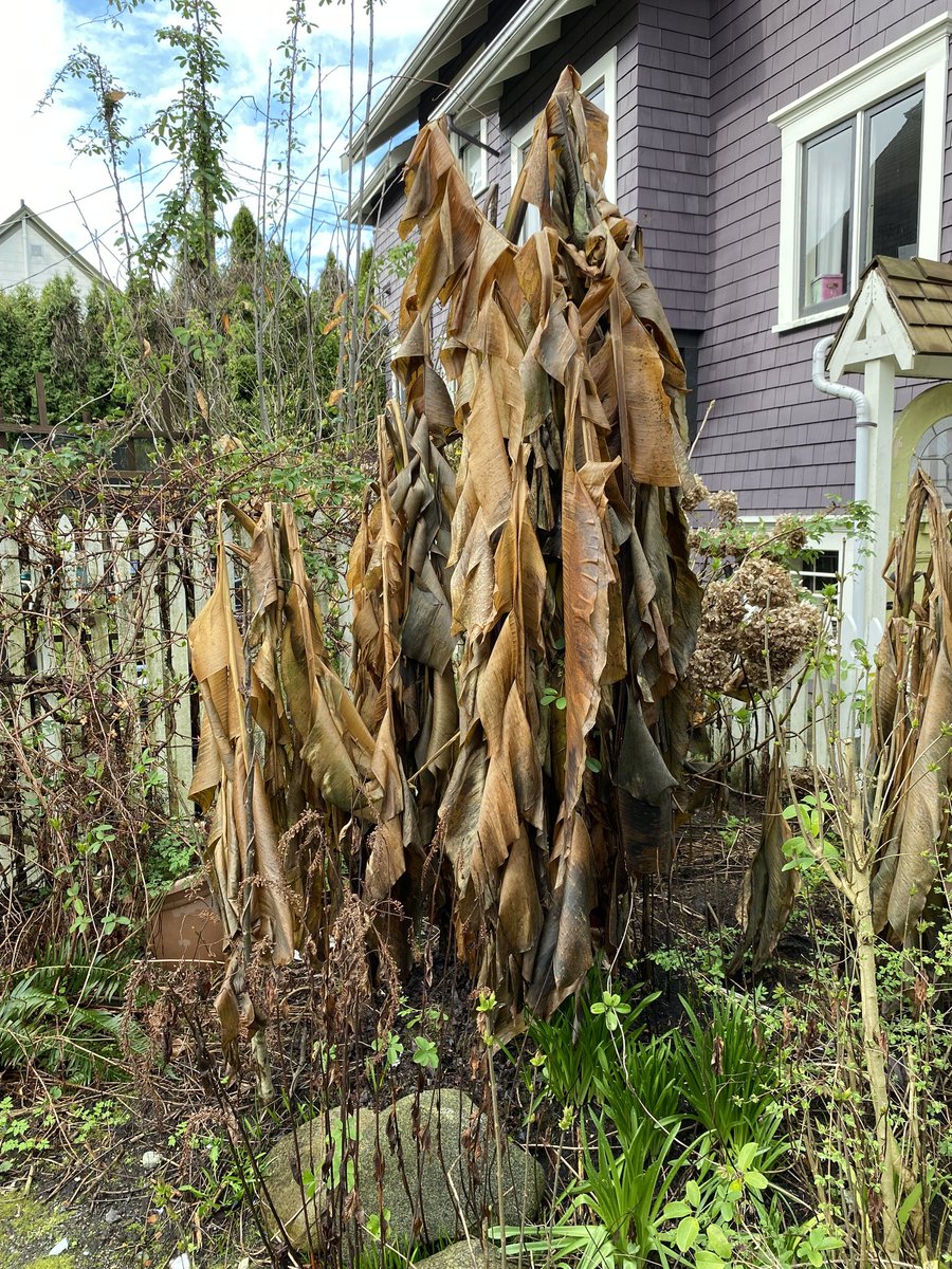 I didn't wrap or cover my banana plants this year. Surprisingly, the stalks have held up and feel solid. I'll know more in a few weeks when I start paying attention to my garden in earnest. 👍