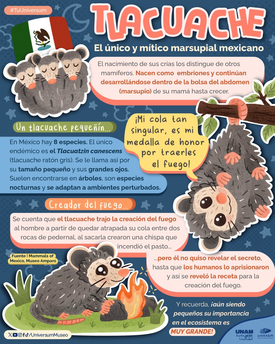 El único y mítico marsupial mexicano: El tlacuache. 💙

#TuUniversum