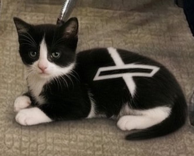 Am Yisrael Chai 🐙 tweet media