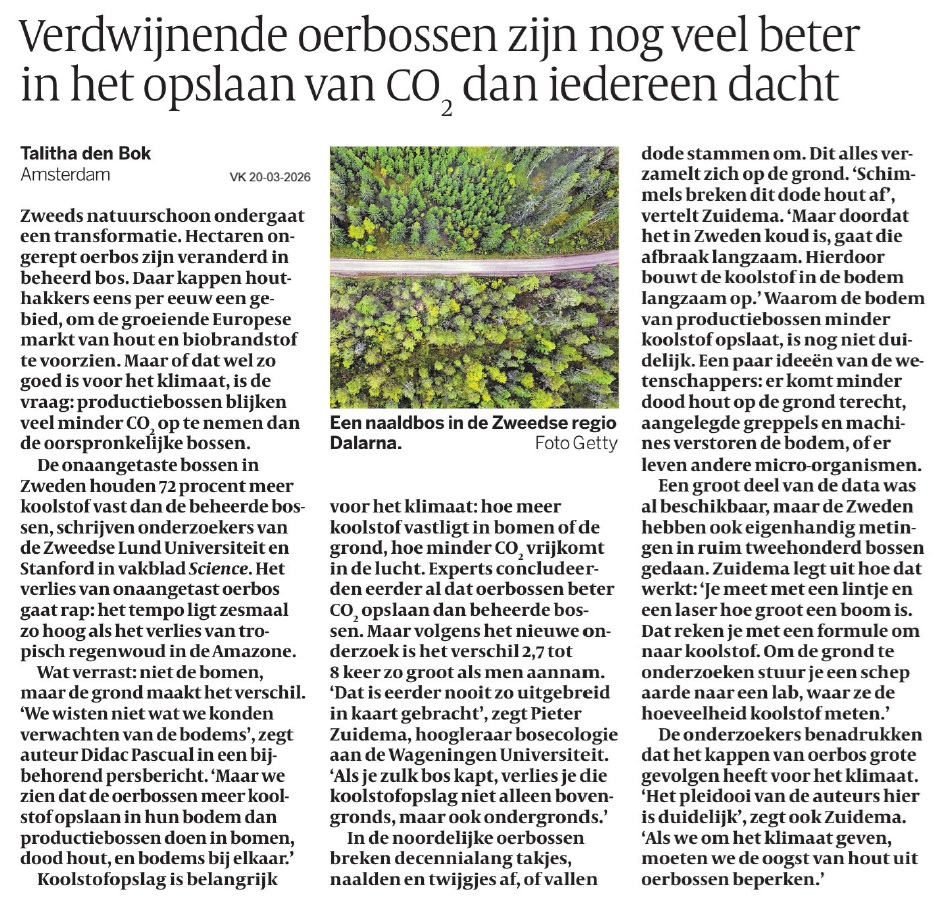 Productiebossen blijken veel minder CO₂ op te nemen dan de oorspronkelijke bossen.
De onaangetaste bossen in Zweden houden 72% meer koolstof vast dan de beheerde  bossen, schrijven onderzoekers in vakblad Science. 
Wat verrast: niet de bomen, maar de grond maakt het verschil...