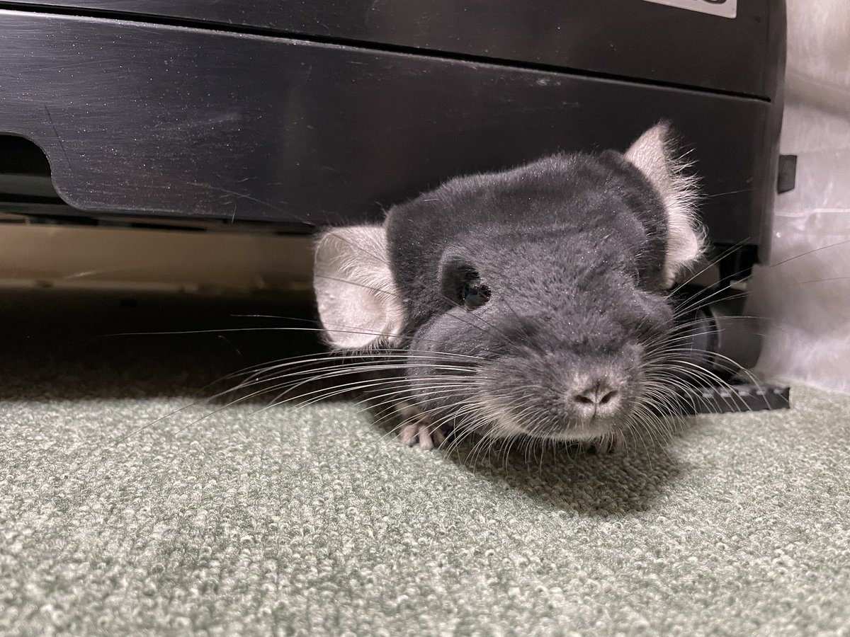 おはチラよ〜☀️🐭

 #チンチラ
 #チンチラのいる暮らし
 #chinchilla