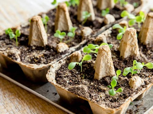 UrbanFoodResil's tweet photo. Happy first day of spring! Time to get those veggie starters out to your backyard garden. Already happening in the south #VancouverIsland climate! https://t.co/Vr7lQi43Mk