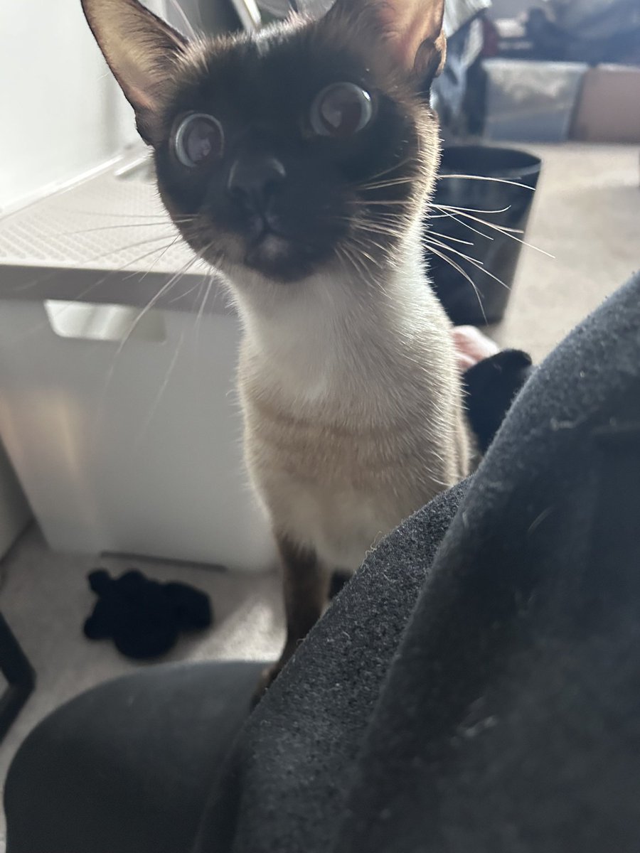 Rylan Chalmers tweet media