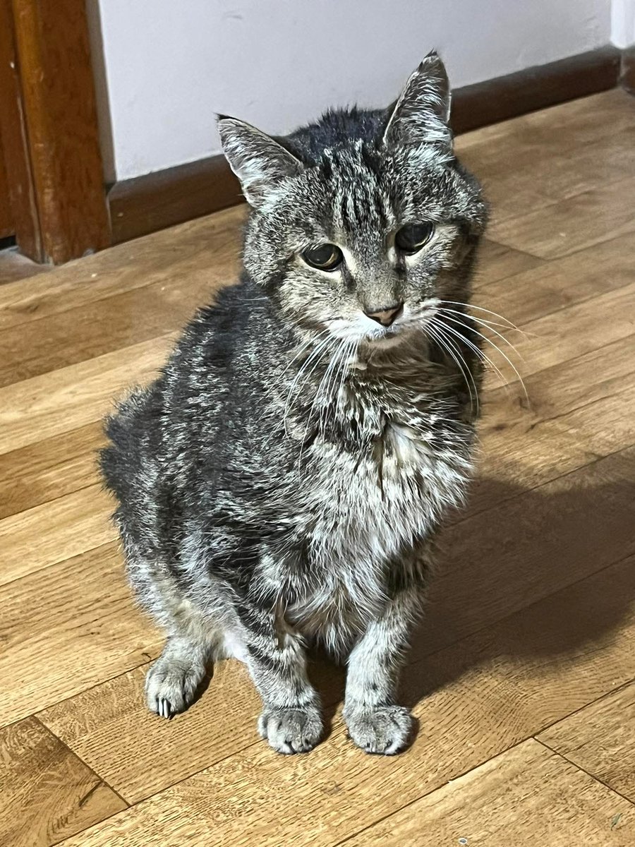 Nimra Shahzadi ❣️ tweet media