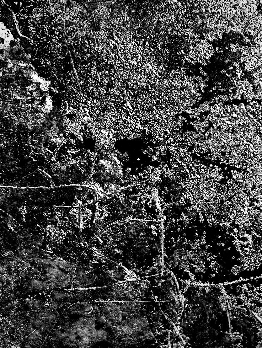 jimmy peggie tweet media