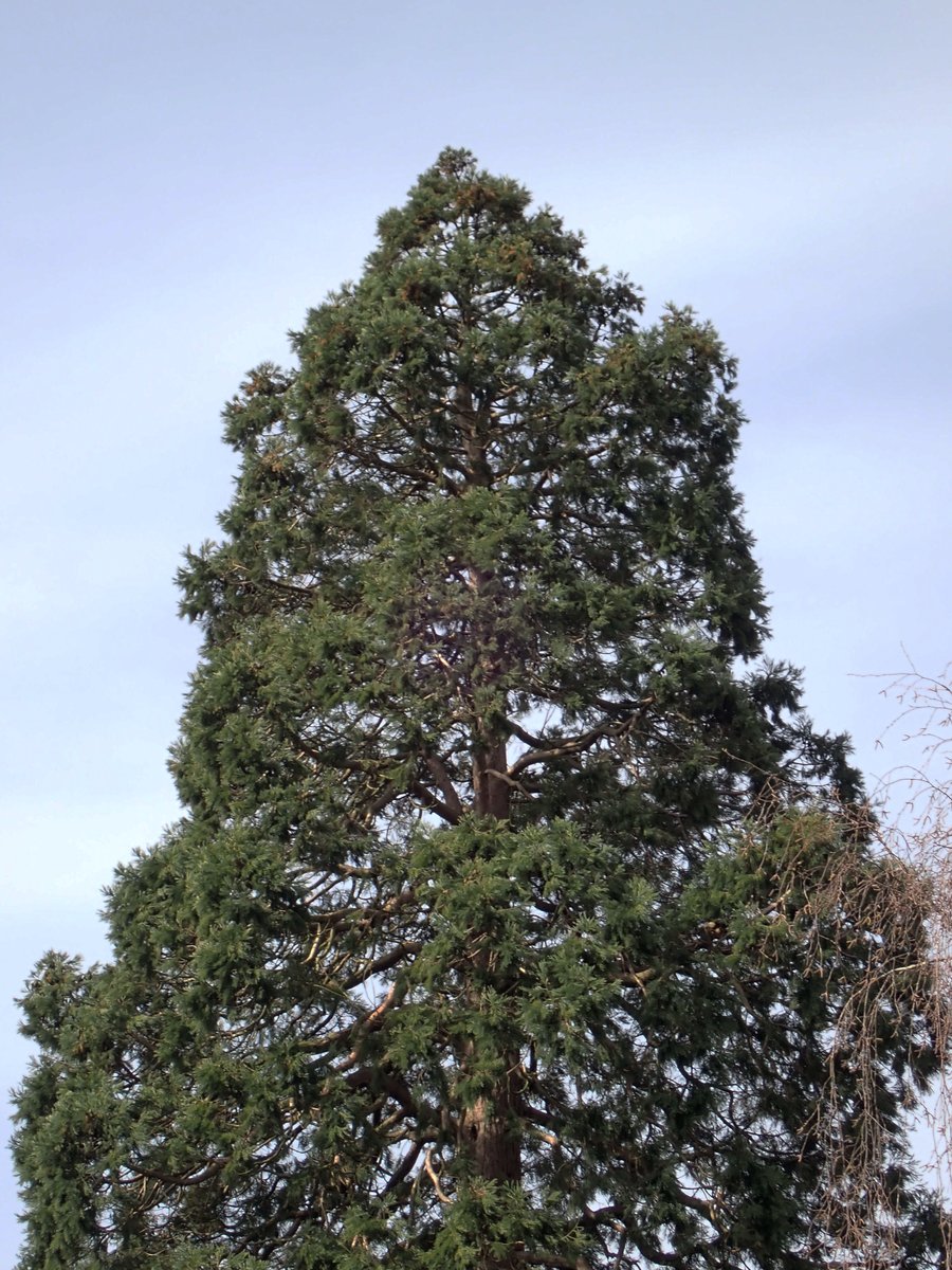 Chris Fowler tweet media