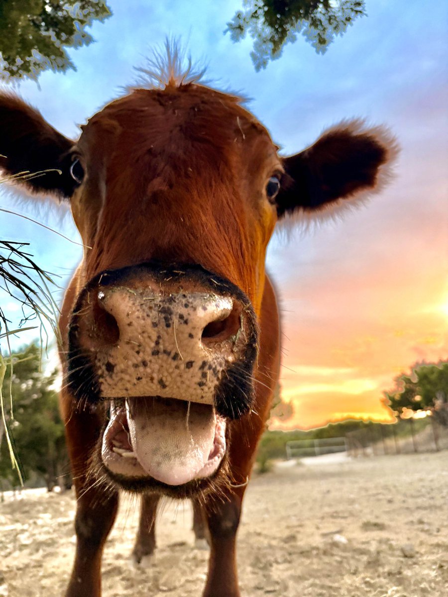 Alveus Sanctuary tweet media