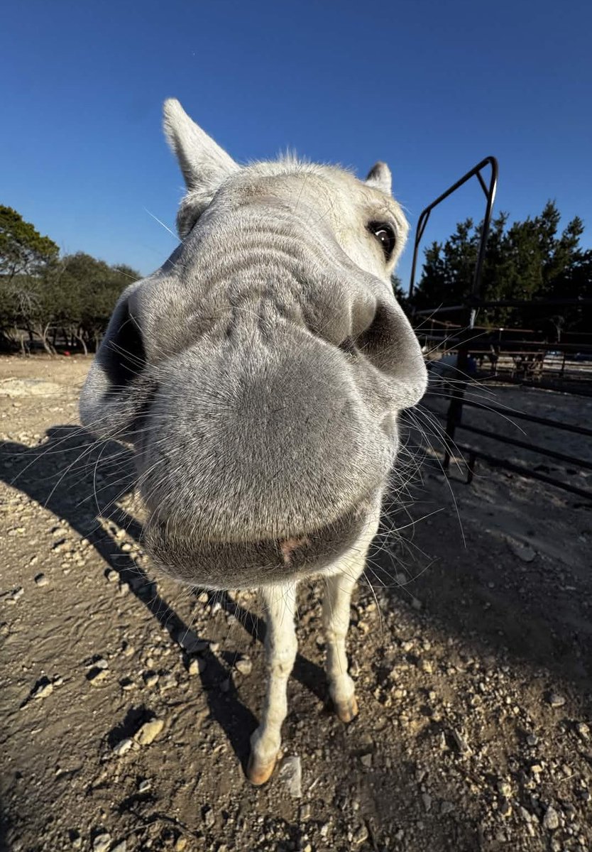 Alveus Sanctuary tweet media