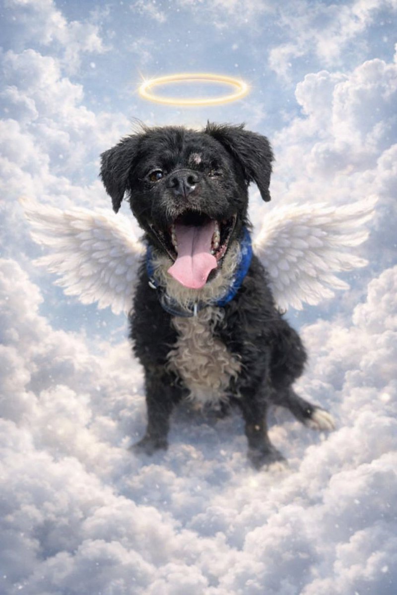 Nachito ya tomó sus alitas hace unos minutos,muchas gracias a todos por sus buenos deseos y oraciones.

Gracias a <a href="/AleCastaneda19/">Ale Castaneda</a> por darle un gran hogar durante casi dos años.🩷
Vuela alto hermoso.🌈