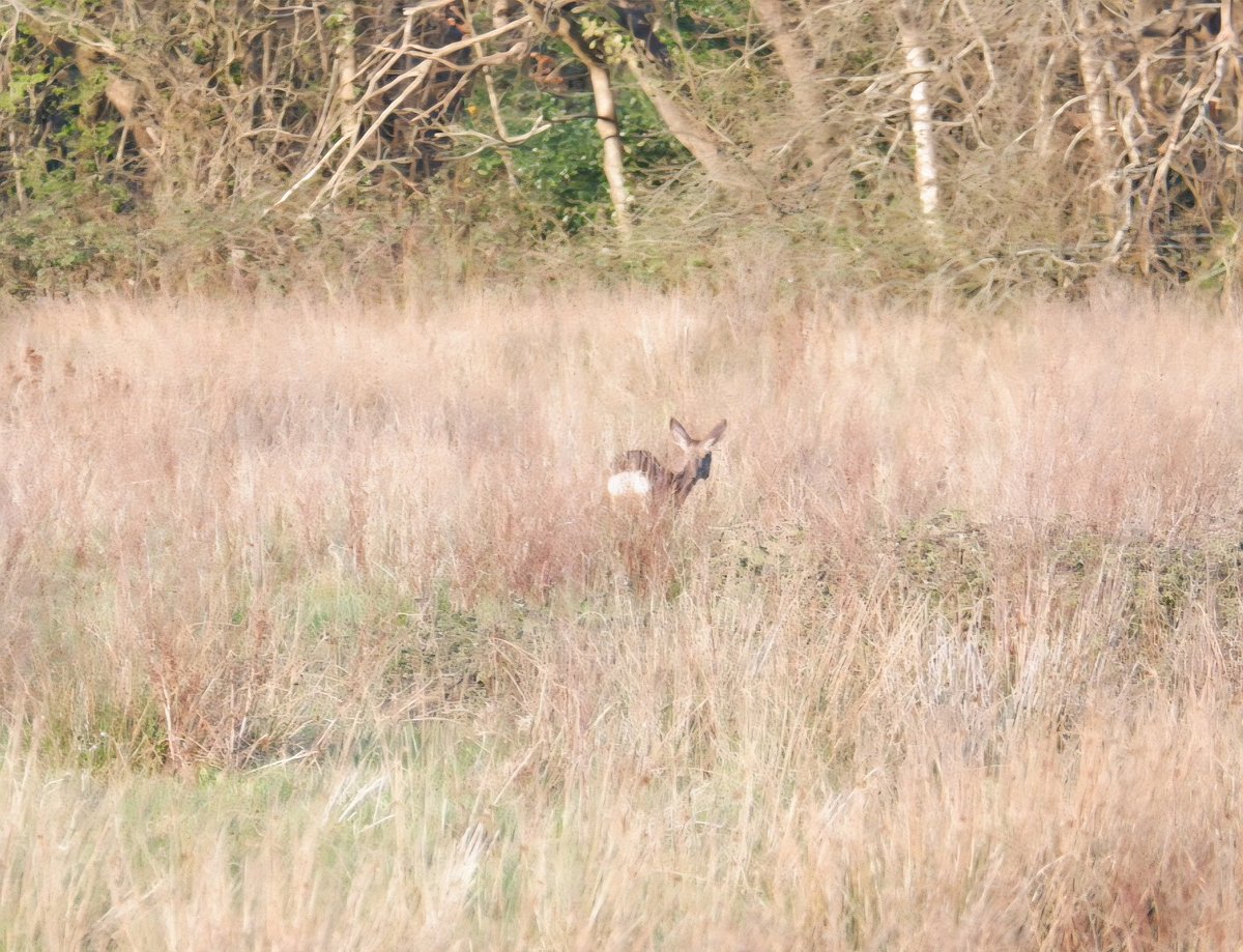 ShakeyBird tweet media