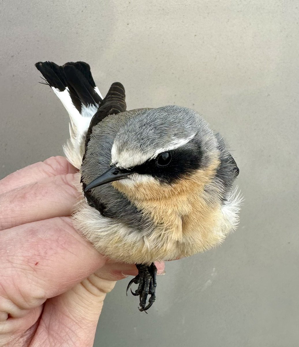 Steve Williams tweet media