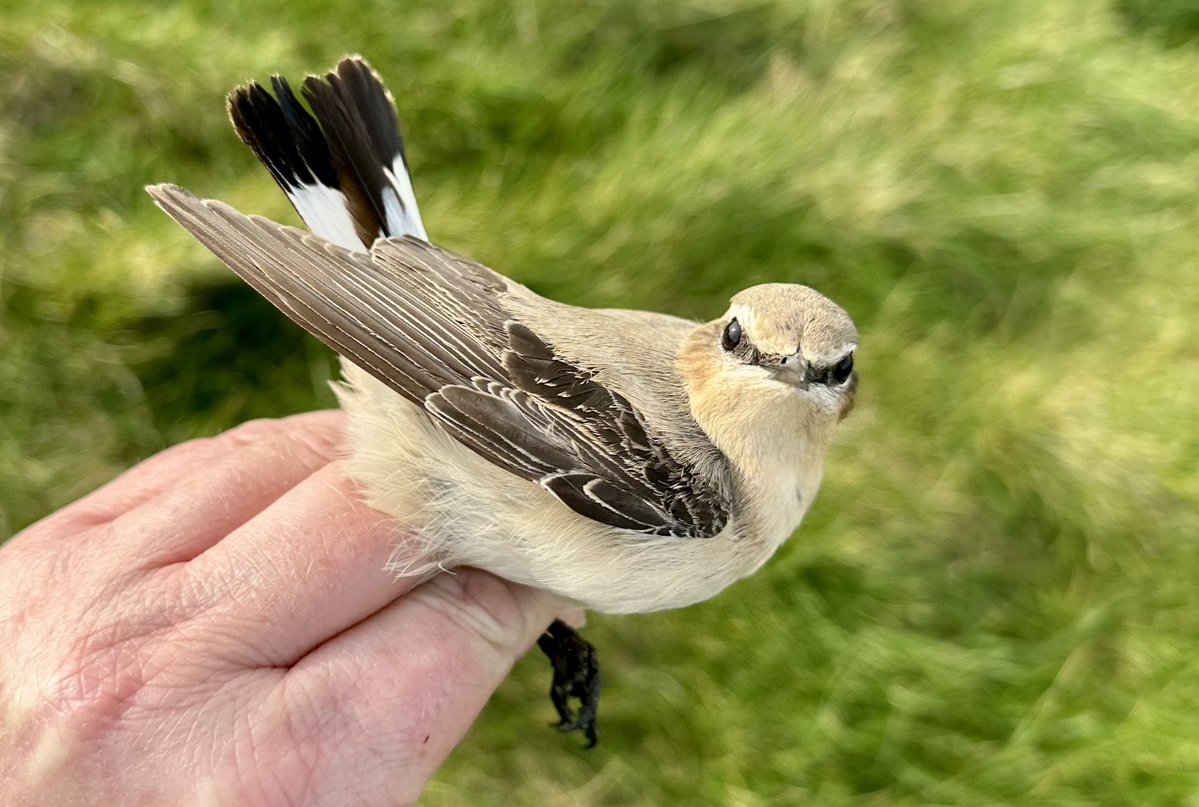 Steve Williams tweet media