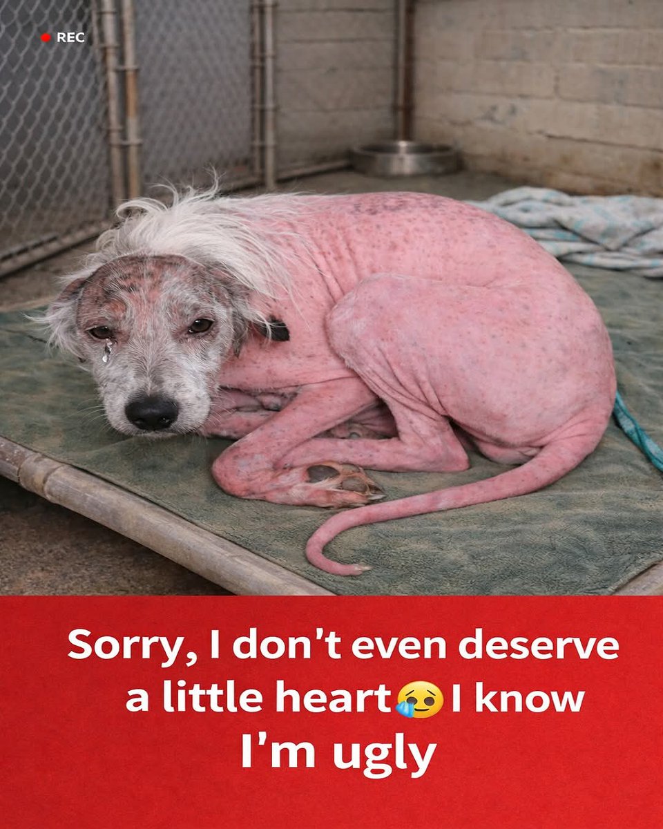 Help Street Dogs tweet media