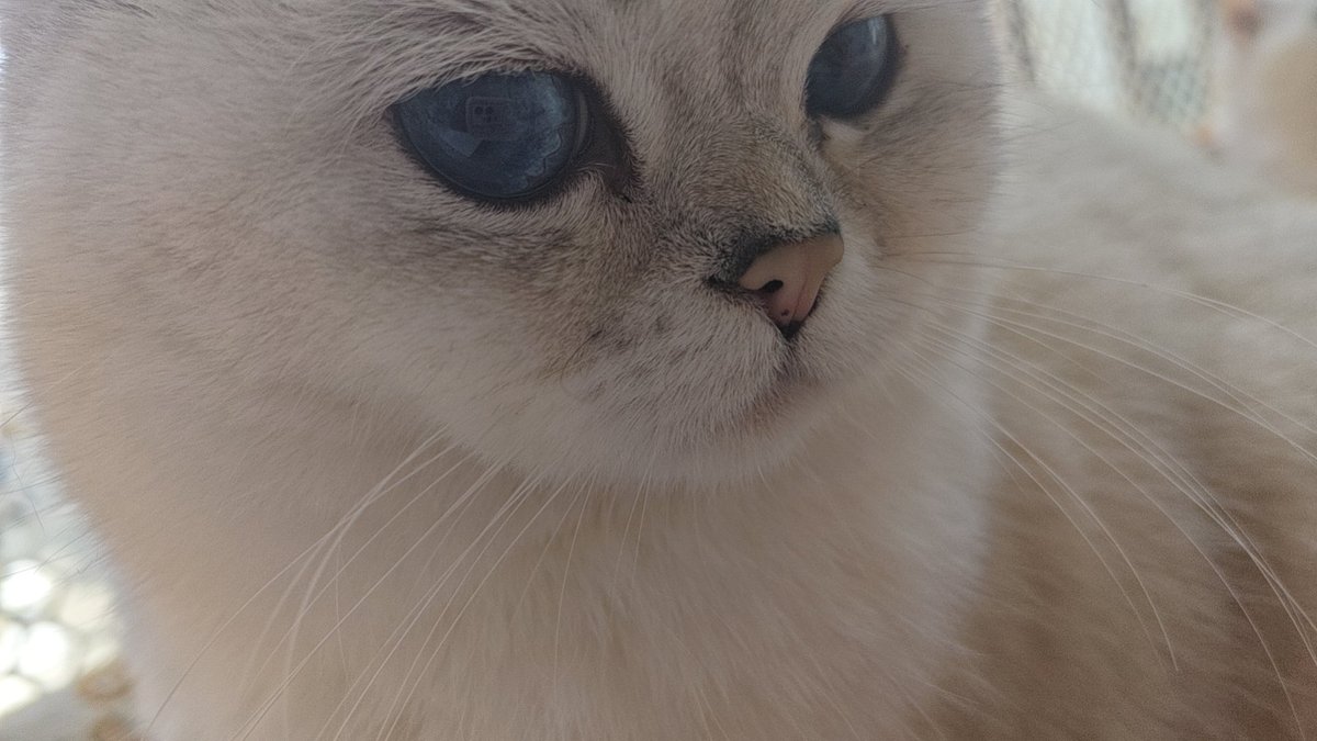 桃桃桃 tweet media