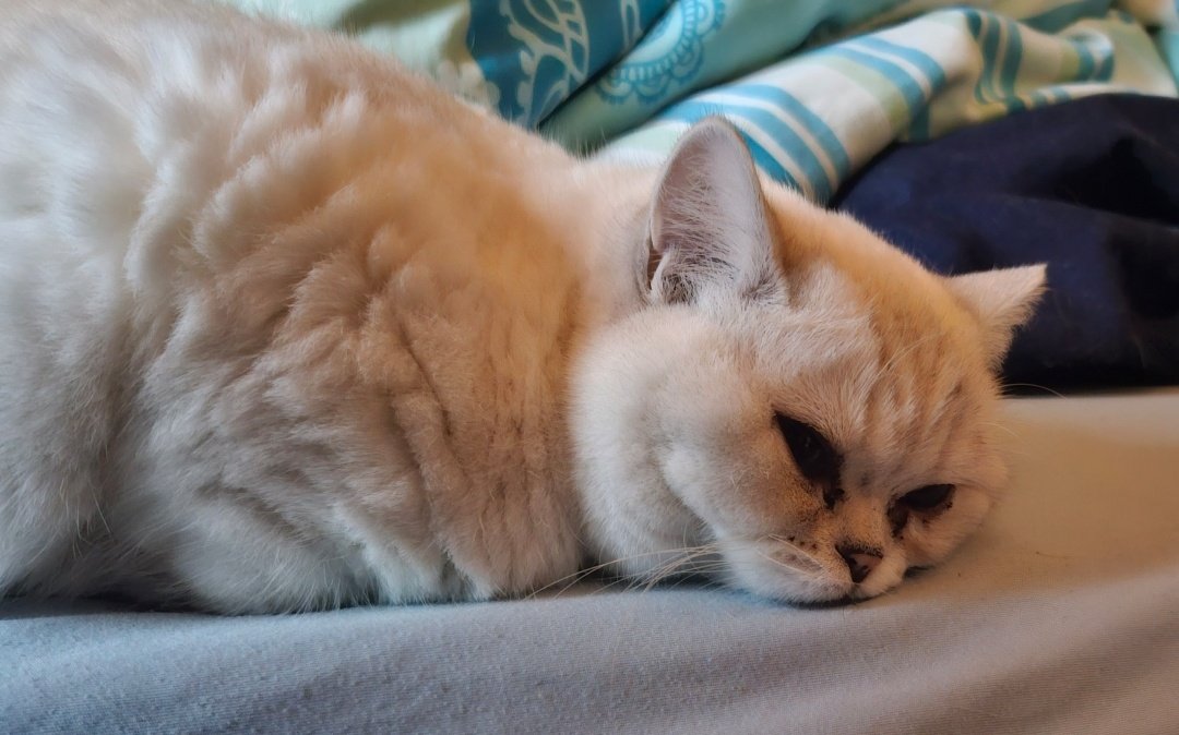 𝕷𝖎𝖑𝖎𝖙𝖍⚸ tweet media