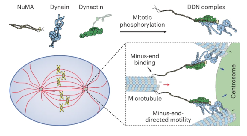 Nature Chemical Biology tweet media