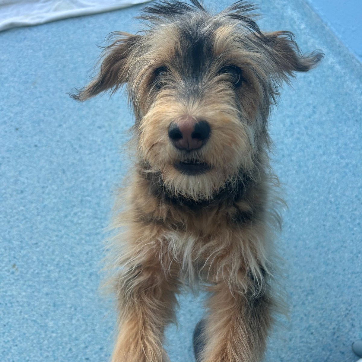 Right Wing Jewess tweet media