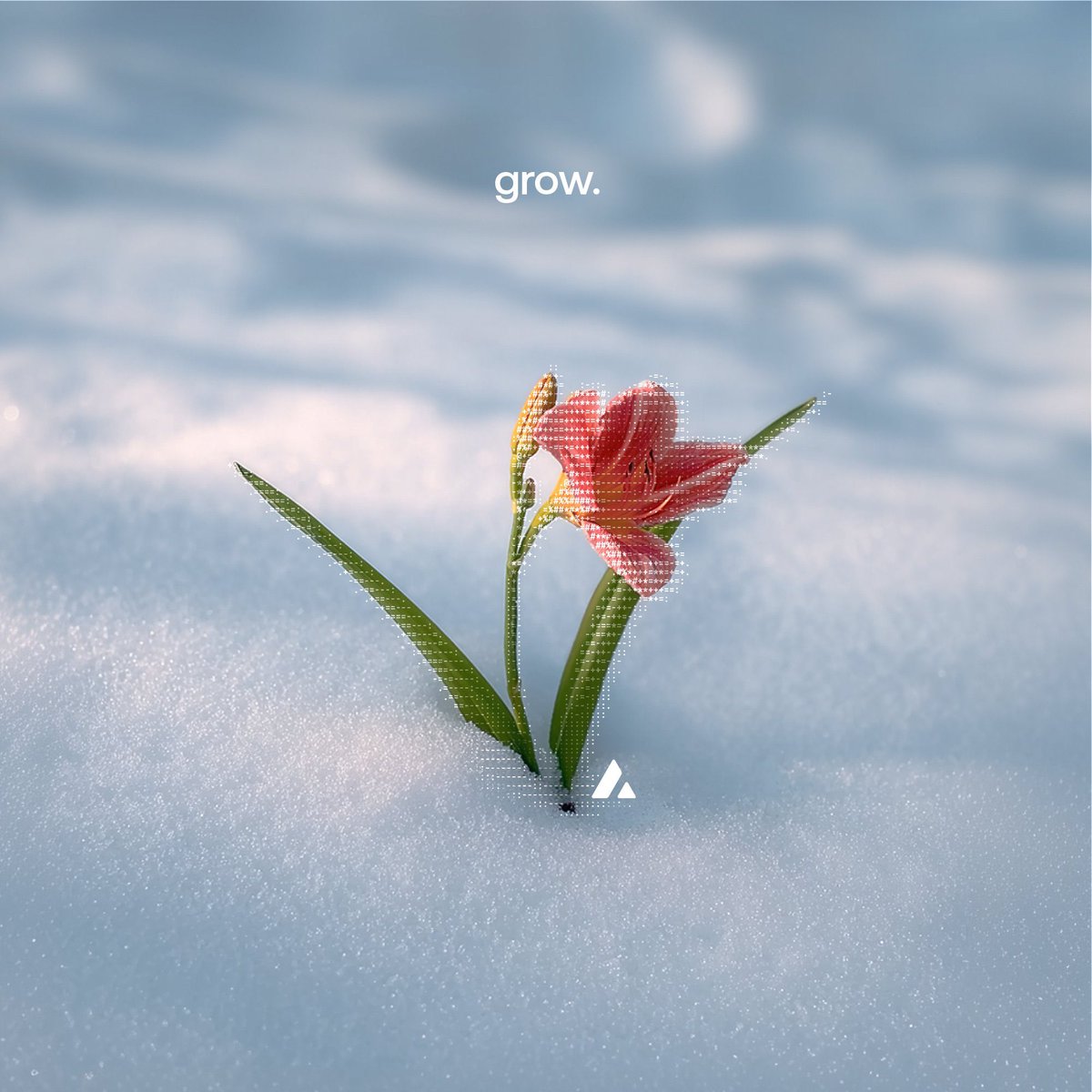 Despite challenging market conditions, #Avalanche has proven to be one of the networks that continues to stand strong, supported by its robust technological foundation.

I see substantial untapped potential within its ecosystem ( #AVAX ), and as market sentiment shifts and