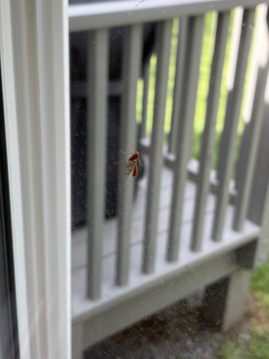 LIgrlintheSouth's tweet photo. inside or outside the window?!?!? Eeek!🙈 Had to grab my weapon of choice (vacuum)... the intruder was, in fact, on the outside. #depthperception https://t.co/MCFxaBrJ2t
