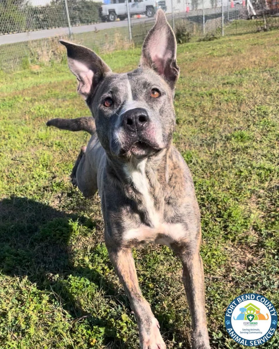 Fort Bend Animal Services tweet media